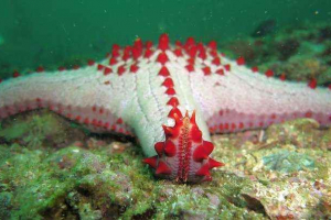 Koliko očiju ima zvijezde i gdje se nalaze?